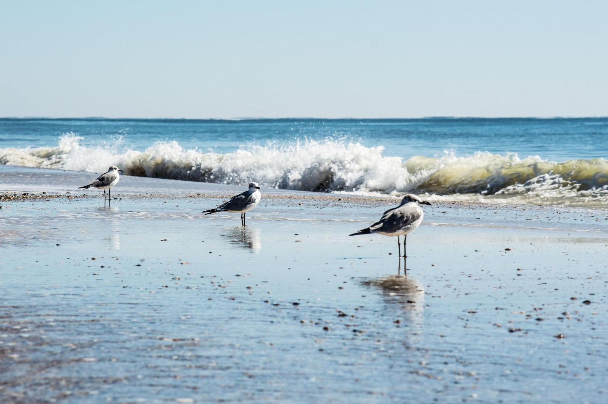 The Beach Is Only Steps Away Gulf Shores Esterno foto