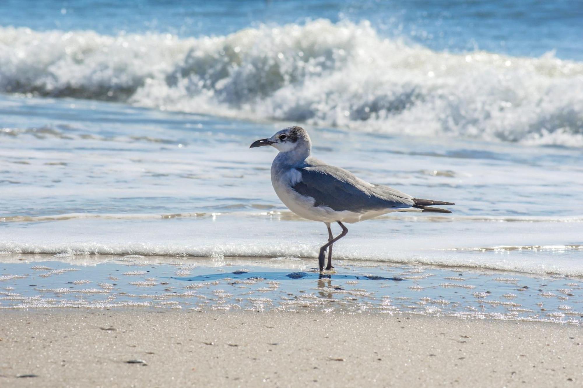 The Beach Is Only Steps Away Gulf Shores Esterno foto